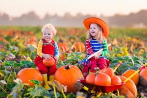 Pumpkin Patch
